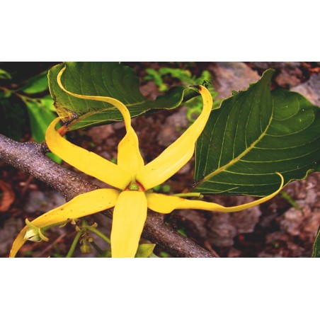 Huile essentielle Ylang-ylang bio