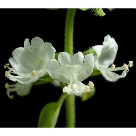 Elixir floral Basilic bio